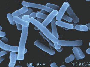 lactobacillus-helveticus-r0052